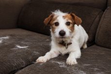 Comment se débarrasser des poils de chiens et de chats dans la voiture ?