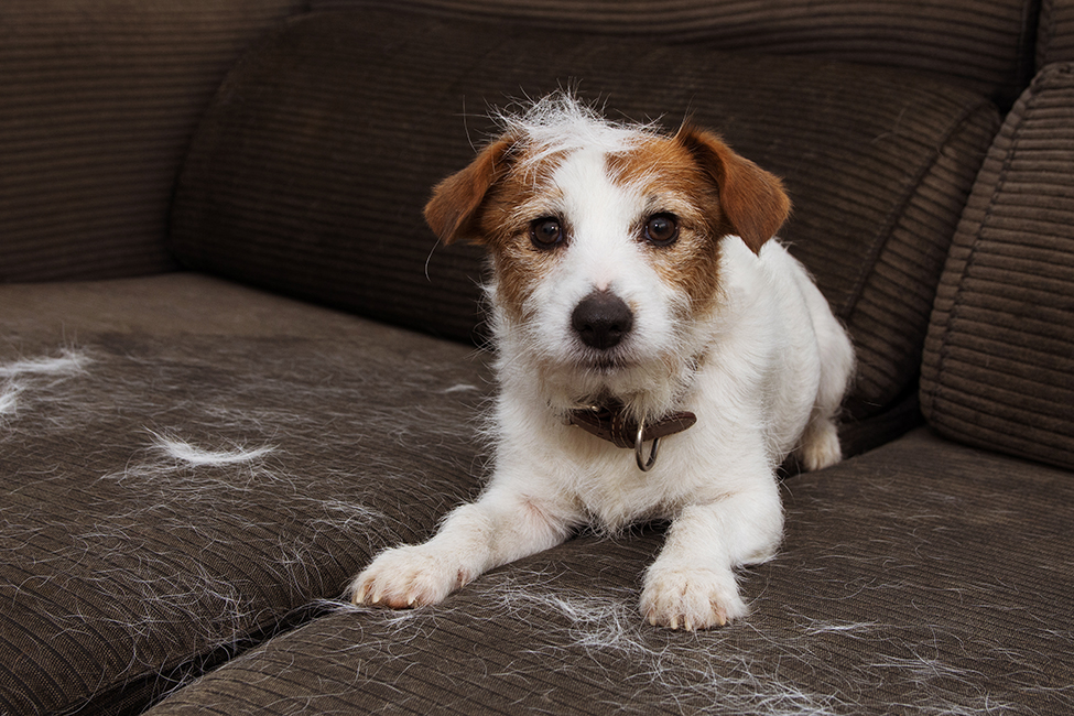 Comment se débarrasser des poils de chiens et de chats dans la voiture ?